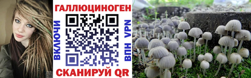 где можно купить наркотик  Владивосток  omg зеркало  Псилоцибиновые грибы Magic Shrooms 